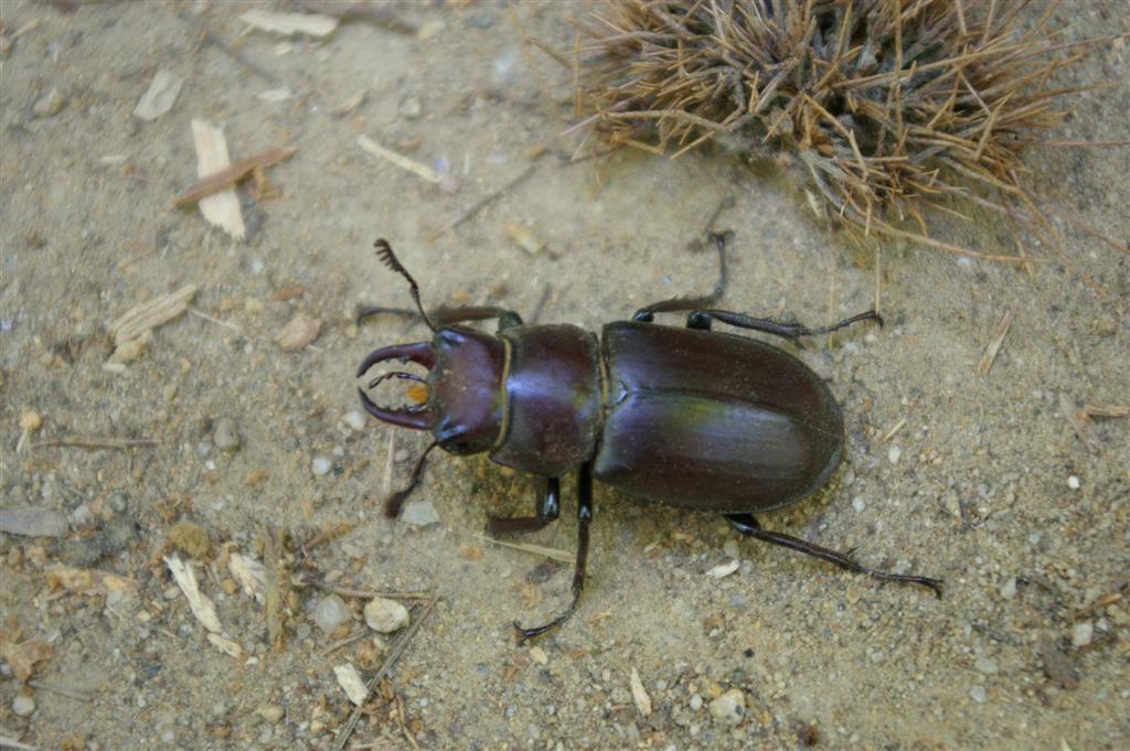 Lucanus tetraodon maschio